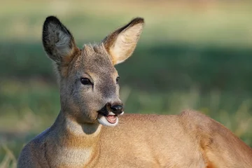 Rolgordijnen Ree Close-up portrait of a young male roe deer against a pale green background on a sunny autumn day.  © Mariia