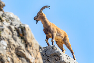Wild goats (Capra aegagrus) are living in rocky mountains covered with caves and grasses at 1500 meters high rocky places. This photograph was taken in the Elazığ City o Turkey.