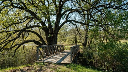 A wooden bridge over a small stream in a lush green forest with trees and sunlight shining through the leaves.