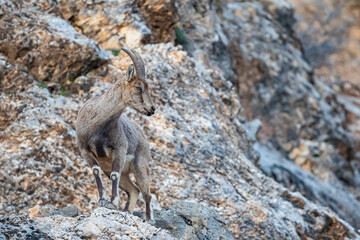 Wild goats (Capra aegagrus) are living in rocky mountains covered with caves and grasses at 1500 meters high rocky places. This photograph was taken in the Elazığ City o Turkey.