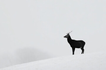 striking black and white silhouette of majestic white deer standing gracefully against snowy landscape