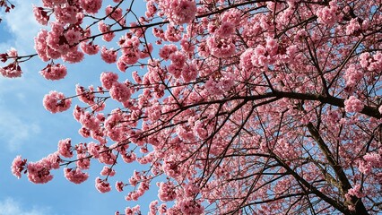 Fototapeta premium Cherry blossom trees in full bloom with pink flowers against a blue sky. Springtime scene showcasing nature's beauty.