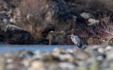 Grey Heron (Ardea cinerea) lies in wait to catch fish on the banks of the Munzur River in Tunceli.