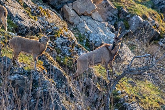 Wild goats (Capra aegagrus) are living in rocky mountains covered with caves and grasses at 1500 meters high rocky places. This photograph was taken in the Elazığ City o Turkey.