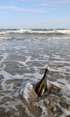 bottle found on the beach sealed with a cork containing a secret message or a treasure map