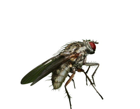 macro photo of housefly facing back