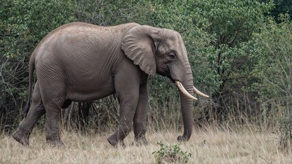 Obraz premium Elephant walking in the wild with trees and grassland, wildlife and nature, animal in habitat.