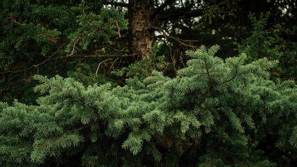 Dense green pine tree branch with background of blurred trees and forest. Nature scene, coniferous tree, greenery, and woodland environment.