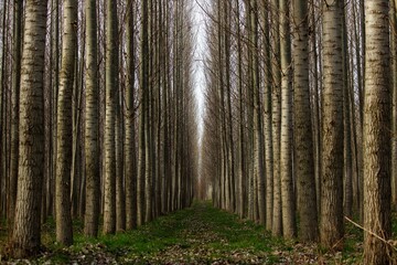 Naklejka premium Trees