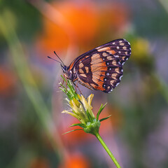 Close-Up of Orange Butterfly on Flower with Soft Background