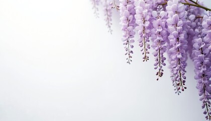 Purple wisteria flowers hang in clusters against a clean white background. These delicate blooms frame the upper right corner offering ample copy space for text.