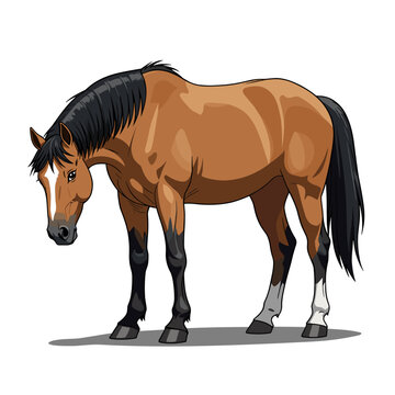 Horse Mustang Cartoon Anime Head Down