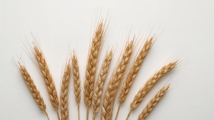 Obraz premium Wheat stalks arranged on a white background.