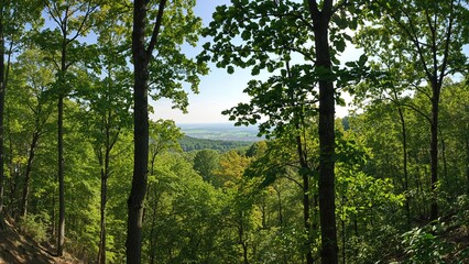 Obraz premium Lush forest landscape with tall trees and green foliage, offering a glimpse of distant hills and a blue sky.