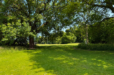 A peaceful park unfolds, emerald grass, tall trees, and sunlight gently filtering through the canopy in Guiseley, Leeds, UK