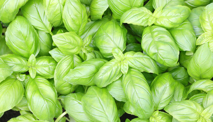 background of green basil leaves for flavoring mediterranean dishes and italian cuisine