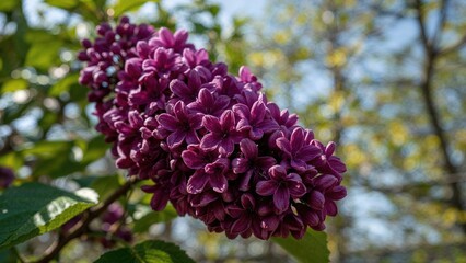 Close-up of a cluster of purple hydrangea flowers in a garden during daytime.