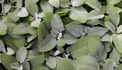 Green leaves of fresh sage background ideal for preparing Mediterranean cuisine