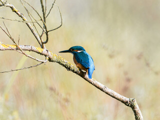 Martin-pêcheur d’Europe mâle (Alcedo atthis) posé sur une branche recouverte de lichen, observation naturaliste en milieu humide