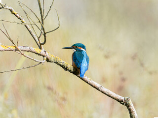 Martin-pêcheur d’Europe mâle (Alcedo atthis) posé sur une branche recouverte de lichen, observation naturaliste en milieu humide