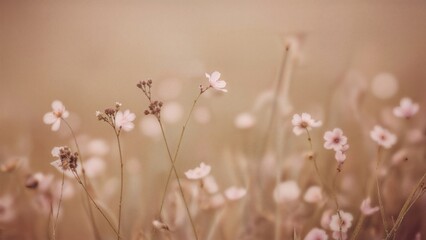 Soft pink flowers in a field with delicate stems, creating a gentle and tranquil atmosphere.