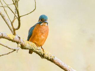 Martin-p&ecirc;cheur d&rsquo;Europe m&acirc;le (Alcedo atthis) pos&eacute; sur une branche recouverte de lichen, observation naturaliste en milieu humide