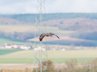 Obraz premium Buse variable (Buteo buteo) en vol au-dessus d’un paysage agricole, observation naturaliste d’un rapace européen en milieu rural