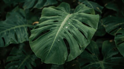 Close-up of a Monstera leaf with distinctive lobes and holes, surrounded by dark green foliage.