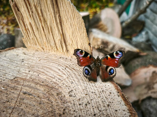 A butterfly sitting on top of a tree stump