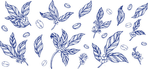 Elegant vector illustration of coffee plant with leaves, flowers, and berries in classic toile de jouy style. Perfect for coffee shop, packaging, branding, fabric, or wallpaper pattern, clipart.