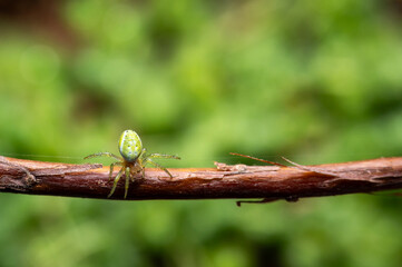small spider on a green leaf