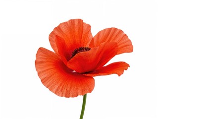 Obraz premium A vibrant red poppy flower with delicate petals on a white background.