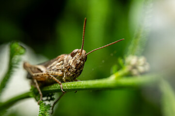 Macro insect in close-up – tiny bug in its natural green habitat