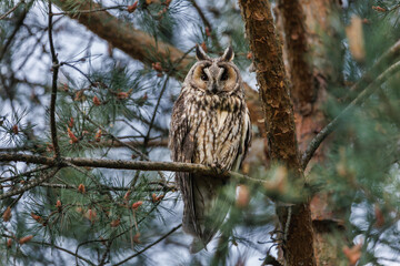 Long-eared Owl, Adult standing in pine Tree