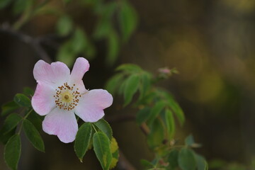 fiore di rosa canina in primavera