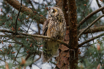 Long-eared Owl, Adult standing in pine Tree