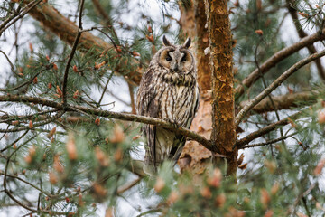 Owl Perched in Pine Tree Forest Scene