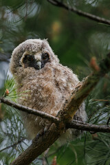 a chick of a long-eared owl sits