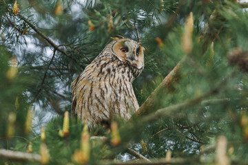 Owl Perched in Pine Tree Forest Scene