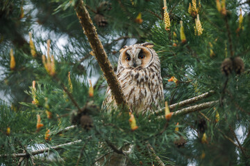 Long-eared Owl, Adult standing in pine Tree