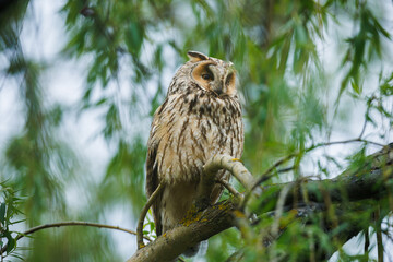 Owl Perched in Pine Tree Forest Scene
