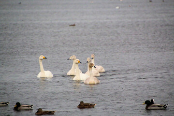 Fototapeta premium A close up of a Whooper Swan at Martin Mere Nature Reserve