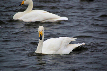 A close up of a Whooper Swan at Martin Mere Nature Reserve