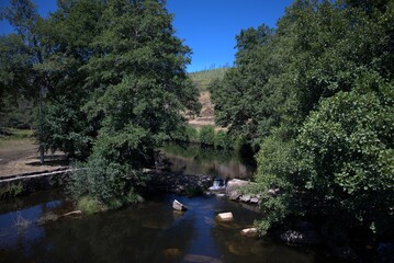 Fototapeta premium river in the forest