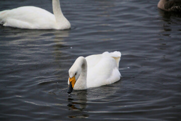 Obraz premium A close up of a Whooper Swan at Martin Mere Nature Reserve