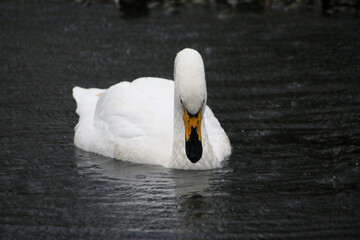 A close up of a Whooper Swan at Martin Mere Nature Reserve
