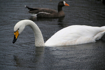 A close up of a Whooper Swan at Martin Mere Nature Reserve
