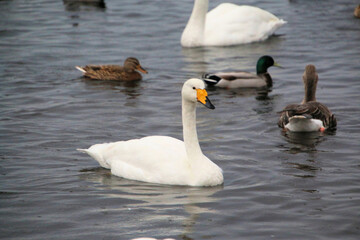 A close up of a Whooper Swan at Martin Mere Nature Reserve