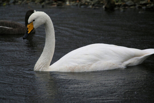 A close up of a Whooper Swan at Martin Mere Nature Reserve