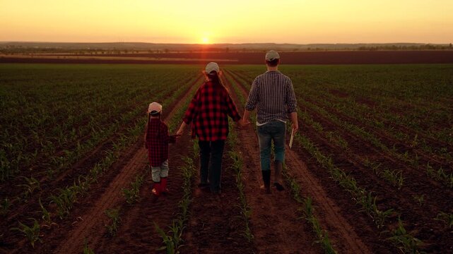 Farmer family holding hands walking through corn plantation, sunset. Father farmer with tablet, mother child daughter go through field with green seedlings. Family growing crops. Growing organic food